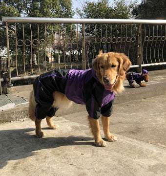 dog pet raincoat