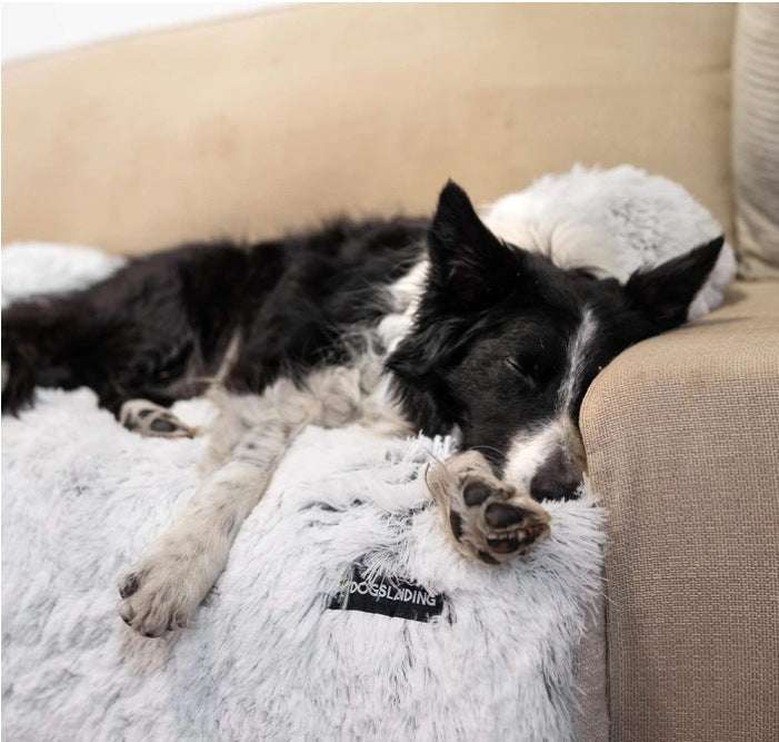 Pet Cushion